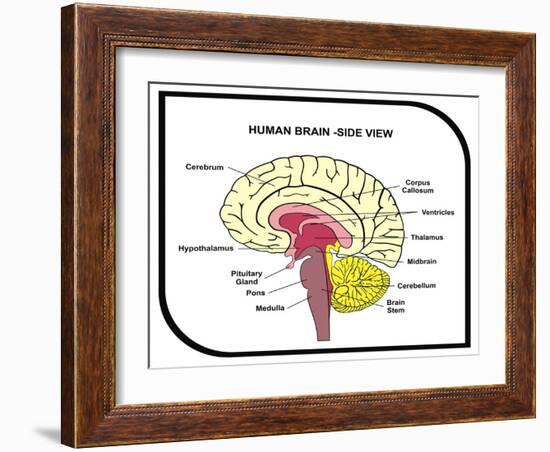 Human Brain Diagram-udaix-Framed Art Print