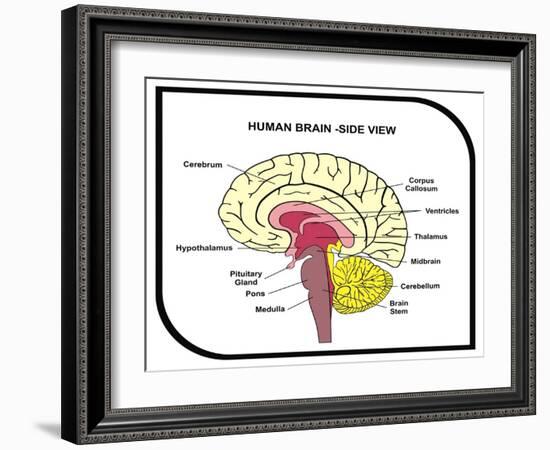 Human Brain Diagram-udaix-Framed Art Print