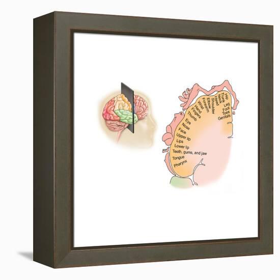 Human Brain Showing the Layout of the Sensory Cortex-null-Framed Stretched Canvas