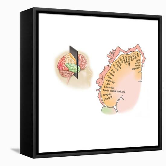 Human Brain Showing the Layout of the Sensory Cortex-null-Framed Stretched Canvas