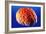 Human Brain-Volker Steger-Framed Photographic Print