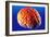 Human Brain-Volker Steger-Framed Photographic Print