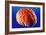 Human Brain-Volker Steger-Framed Photographic Print