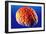 Human Brain-Volker Steger-Framed Photographic Print