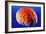 Human Brain-Volker Steger-Framed Photographic Print