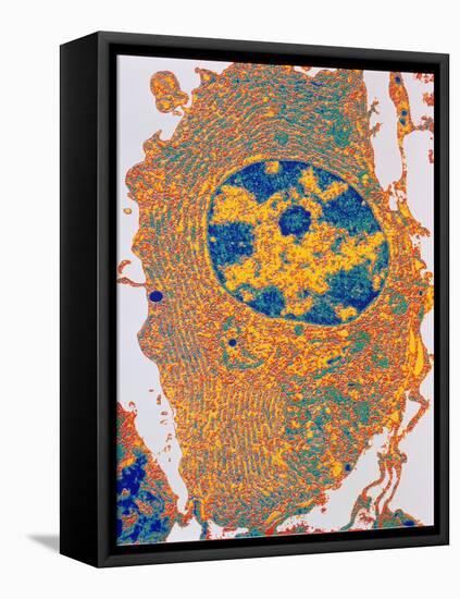 Human Cell-PASIEKA-Framed Premier Image Canvas