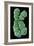 Human Chromosome 10, SEM-Science Photo Library-Framed Photographic Print