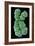 Human Chromosome 10, SEM-Science Photo Library-Framed Photographic Print