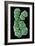 Human Chromosome 10, SEM-Science Photo Library-Framed Photographic Print