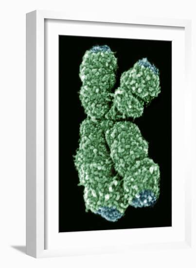 Human Chromosome 10, SEM-Science Photo Library-Framed Photographic Print