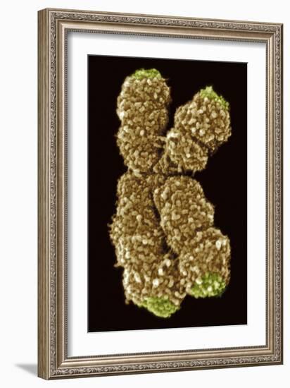 Human Chromosome 10, SEM-Science Photo Library-Framed Photographic Print