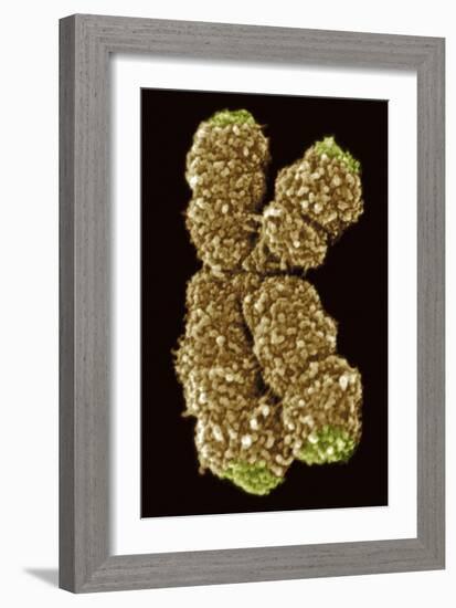 Human Chromosome 10, SEM-Science Photo Library-Framed Photographic Print