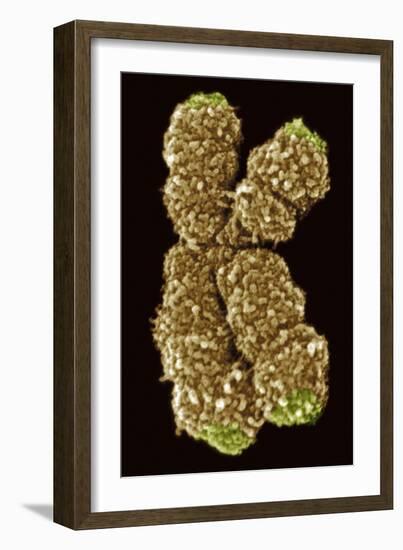 Human Chromosome 10, SEM-Science Photo Library-Framed Photographic Print