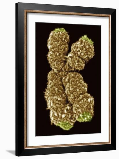 Human Chromosome 10, SEM-Science Photo Library-Framed Photographic Print