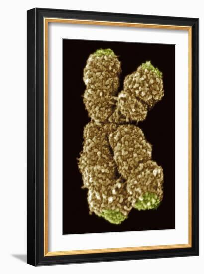 Human Chromosome 10, SEM-Science Photo Library-Framed Photographic Print