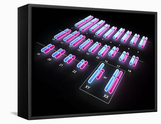 Human Chromosomes, Artwork-PASIEKA-Framed Premier Image Canvas