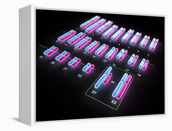 Human Chromosomes, Artwork-PASIEKA-Framed Premier Image Canvas