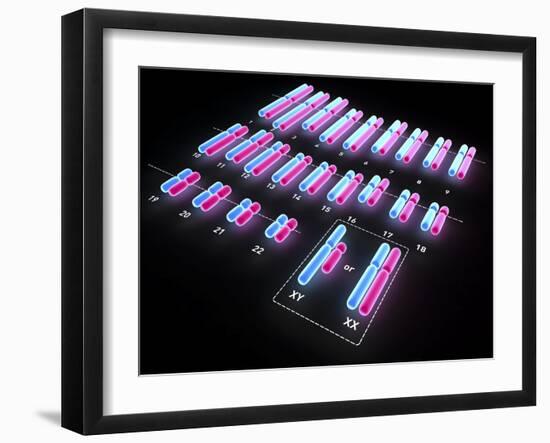 Human Chromosomes, Artwork-PASIEKA-Framed Photographic Print