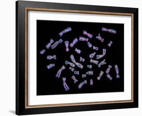 Human Chromosomes-PASIEKA-Framed Photographic Print