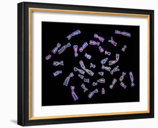 Human Chromosomes-PASIEKA-Framed Photographic Print