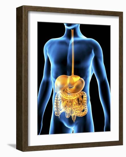 Human Digestive System, Artwork-PASIEKA-Framed Photographic Print