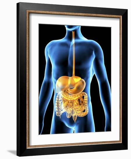 Human Digestive System, Artwork-PASIEKA-Framed Photographic Print
