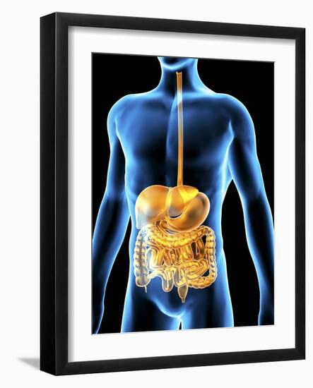 Human Digestive System, Artwork-PASIEKA-Framed Photographic Print