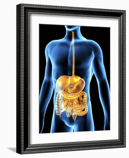 Human Digestive System, Artwork-PASIEKA-Framed Photographic Print