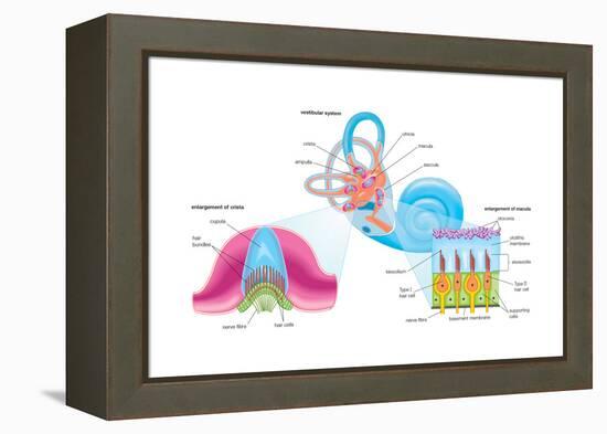 Human Ear Vestibular System, Sensory Reception, Biology-Encyclopaedia Britannica-Framed Stretched Canvas