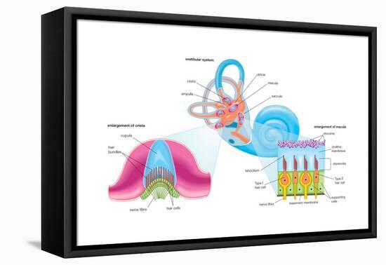Human Ear Vestibular System, Sensory Reception, Biology-Encyclopaedia Britannica-Framed Stretched Canvas