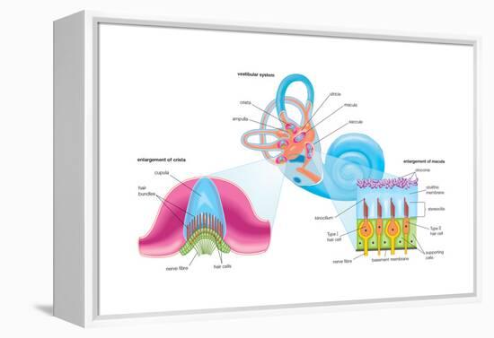 Human Ear Vestibular System, Sensory Reception, Biology-Encyclopaedia Britannica-Framed Stretched Canvas