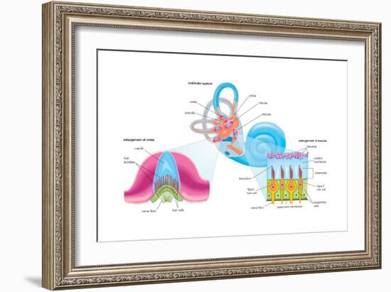 Human Ear Vestibular System, Sensory Reception, Biology-Encyclopaedia Britannica-Framed Art Print