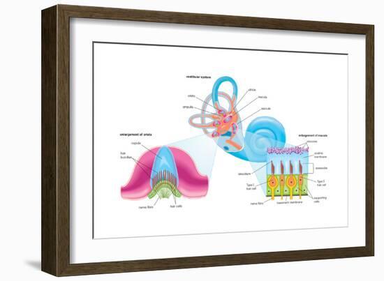 Human Ear Vestibular System, Sensory Reception, Biology-Encyclopaedia Britannica-Framed Art Print