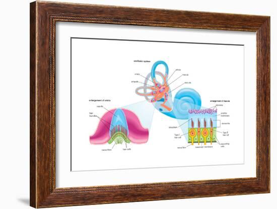 Human Ear Vestibular System, Sensory Reception, Biology-Encyclopaedia Britannica-Framed Art Print