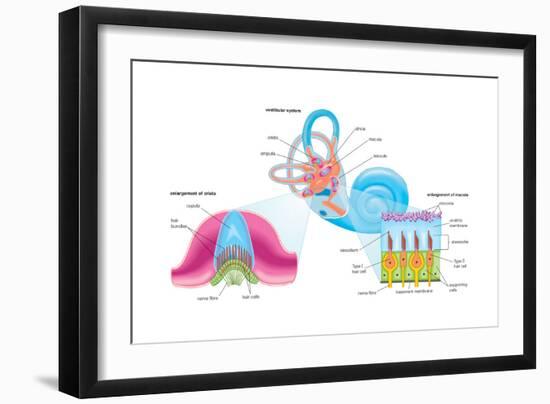 Human Ear Vestibular System, Sensory Reception, Biology-Encyclopaedia Britannica-Framed Art Print