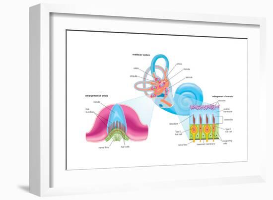 Human Ear Vestibular System, Sensory Reception, Biology-Encyclopaedia Britannica-Framed Art Print