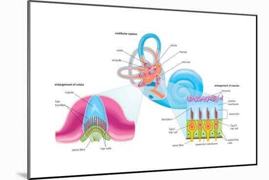Human Ear Vestibular System, Sensory Reception, Biology-Encyclopaedia Britannica-Mounted Art Print