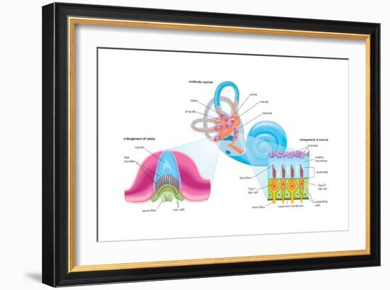 Human Ear Vestibular System, Sensory Reception, Biology-Encyclopaedia Britannica-Framed Art Print