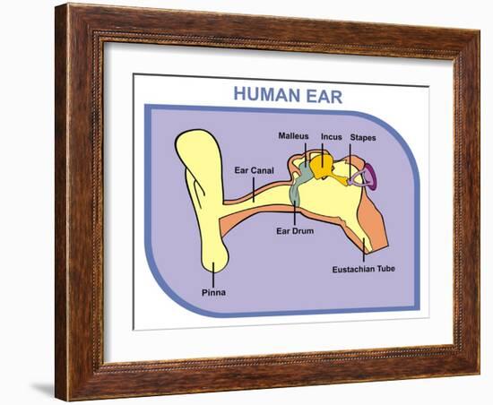 Human Ear with External, Middle and Outer Ear-udaix-Framed Art Print