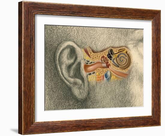 Human Ear-Spencer Sutton-Framed Giclee Print