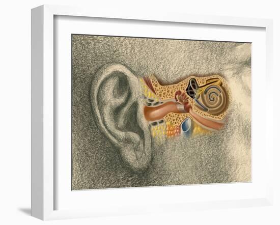 Human Ear-Spencer Sutton-Framed Giclee Print