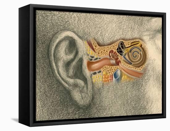 Human Ear-Spencer Sutton-Framed Premier Image Canvas