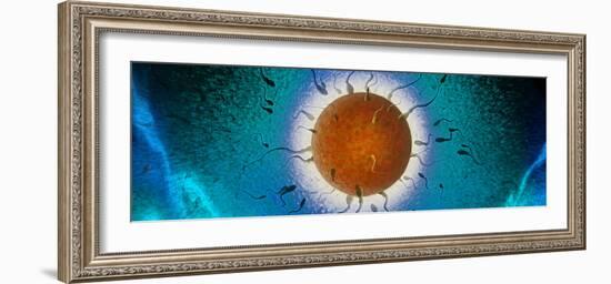 Human Egg Being Fertilized by Sperm-null-Framed Photographic Print