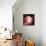 Human Embryo-Christian Darkin-Framed Premier Image Canvas displayed on a wall