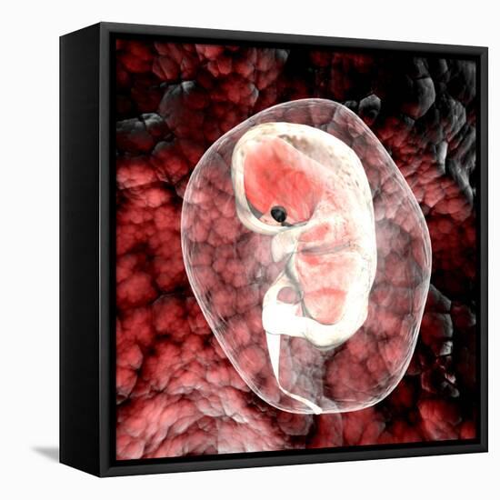 Human Embryo-Christian Darkin-Framed Premier Image Canvas