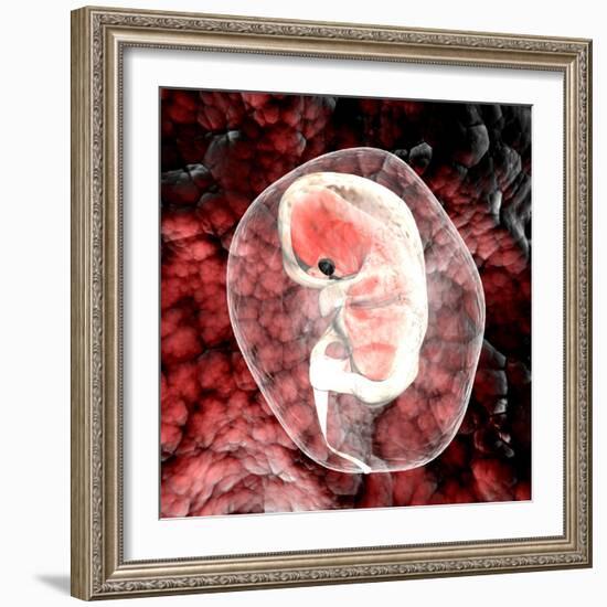 Human Embryo-Christian Darkin-Framed Premium Photographic Print