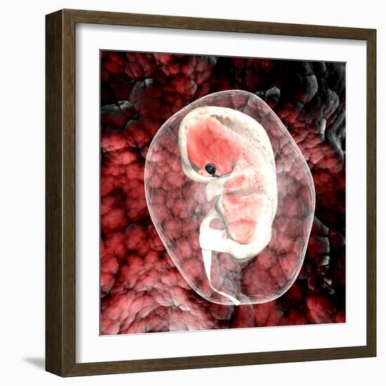 Human Embryo-Christian Darkin-Framed Premium Photographic Print