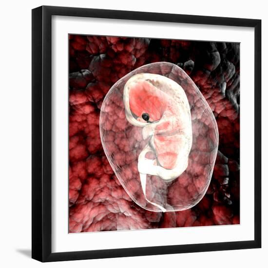 Human Embryo-Christian Darkin-Framed Premium Photographic Print