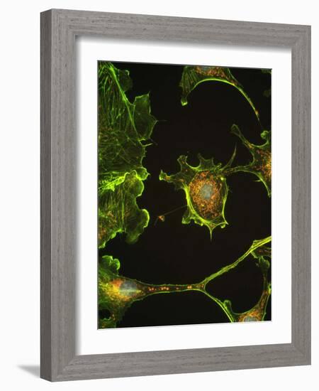 Human Epithelial Cells-Riccardo Cassiani-ingoni-Framed Photographic Print