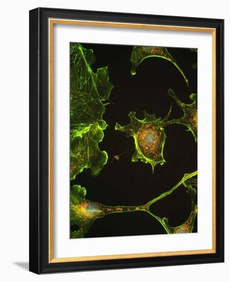 Human Epithelial Cells-Riccardo Cassiani-ingoni-Framed Photographic Print